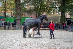 Pferde-und-Ponys-Beestmarkt-Norden-Oktober-19.10.2019-28