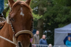 Pferde-und-Ponys-Beestmarkt-Norden-Oktober-19.10.2019-40