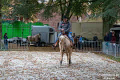 Pferde-und-Ponys-Beestmarkt-Norden-Oktober-19.10.2019-7
