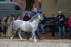 Pferde-und-Ponys-Beestmarkt-Norden-Oktober-19.10.2019-8