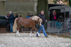 Pferde-und-Ponys-Beestmarkt-Norden-Oktober-19.10.2019-9