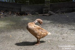 Birgits-Tiergarten-Streichelzoo-und-Parkanlage-in-Rechtsupweg-19.7.2023-100