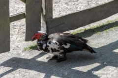 Birgits-Tiergarten-Streichelzoo-und-Parkanlage-in-Rechtsupweg-19.7.2023-11