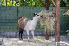 Birgits-Tiergarten-Streichelzoo-und-Parkanlage-in-Rechtsupweg-19.7.2023-12