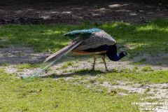 Birgits-Tiergarten-Streichelzoo-und-Parkanlage-in-Rechtsupweg-19.7.2023-13