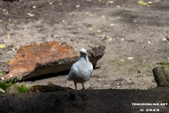 Birgits-Tiergarten-Streichelzoo-und-Parkanlage-in-Rechtsupweg-19.7.2023-16