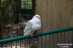 Birgits-Tiergarten-Streichelzoo-und-Parkanlage-in-Rechtsupweg-19.7.2023-24