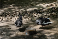 Birgits-Tiergarten-Streichelzoo-und-Parkanlage-in-Rechtsupweg-19.7.2023-25