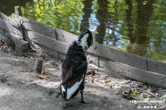 Birgits-Tiergarten-Streichelzoo-und-Parkanlage-in-Rechtsupweg-19.7.2023-26