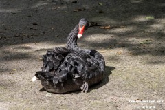 Birgits-Tiergarten-Streichelzoo-und-Parkanlage-in-Rechtsupweg-19.7.2023-28