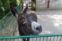 Birgits-Tiergarten-Streichelzoo-und-Parkanlage-in-Rechtsupweg-19.7.2023-32
