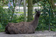 Birgits-Tiergarten-Streichelzoo-und-Parkanlage-in-Rechtsupweg-19.7.2023-33