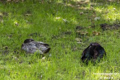 Birgits-Tiergarten-Streichelzoo-und-Parkanlage-in-Rechtsupweg-19.7.2023-37