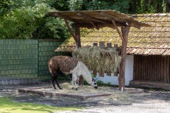 Birgits-Tiergarten-Streichelzoo-und-Parkanlage-in-Rechtsupweg-19.7.2023-4