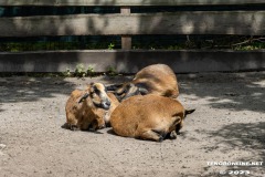 Birgits-Tiergarten-Streichelzoo-und-Parkanlage-in-Rechtsupweg-19.7.2023-41