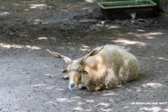 Birgits-Tiergarten-Streichelzoo-und-Parkanlage-in-Rechtsupweg-19.7.2023-42