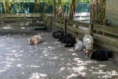 Birgits-Tiergarten-Streichelzoo-und-Parkanlage-in-Rechtsupweg-19.7.2023-43