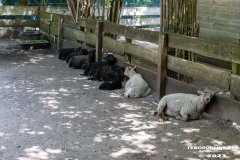 Birgits-Tiergarten-Streichelzoo-und-Parkanlage-in-Rechtsupweg-19.7.2023-44