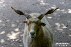 Birgits-Tiergarten-Streichelzoo-und-Parkanlage-in-Rechtsupweg-19.7.2023-47