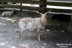 Birgits-Tiergarten-Streichelzoo-und-Parkanlage-in-Rechtsupweg-19.7.2023-48