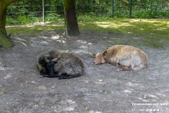 Birgits-Tiergarten-Streichelzoo-und-Parkanlage-in-Rechtsupweg-19.7.2023-50