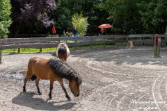 Birgits-Tiergarten-Streichelzoo-und-Parkanlage-in-Rechtsupweg-19.7.2023-54