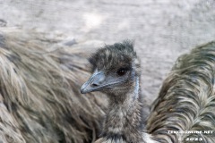 Birgits-Tiergarten-Streichelzoo-und-Parkanlage-in-Rechtsupweg-19.7.2023-66