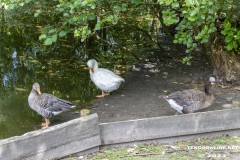 Birgits-Tiergarten-Streichelzoo-und-Parkanlage-in-Rechtsupweg-19.7.2023-68