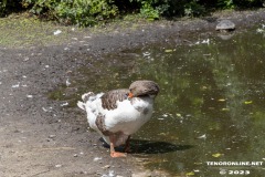 Birgits-Tiergarten-Streichelzoo-und-Parkanlage-in-Rechtsupweg-19.7.2023-69