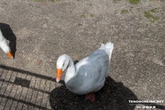 Birgits-Tiergarten-Streichelzoo-und-Parkanlage-in-Rechtsupweg-19.7.2023-71