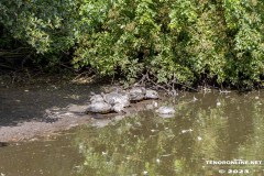 Birgits-Tiergarten-Streichelzoo-und-Parkanlage-in-Rechtsupweg-19.7.2023-72