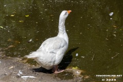 Birgits-Tiergarten-Streichelzoo-und-Parkanlage-in-Rechtsupweg-19.7.2023-73