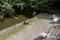 Birgits-Tiergarten-Streichelzoo-und-Parkanlage-in-Rechtsupweg-19.7.2023-74