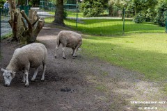 Birgits-Tiergarten-Streichelzoo-und-Parkanlage-in-Rechtsupweg-19.7.2023-75