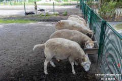 Birgits-Tiergarten-Streichelzoo-und-Parkanlage-in-Rechtsupweg-19.7.2023-76