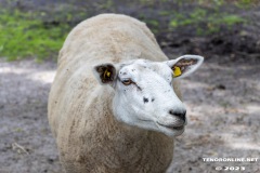 Birgits-Tiergarten-Streichelzoo-und-Parkanlage-in-Rechtsupweg-19.7.2023-77