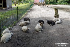 Birgits-Tiergarten-Streichelzoo-und-Parkanlage-in-Rechtsupweg-19.7.2023-80