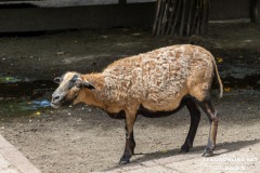 Birgits-Tiergarten-Streichelzoo-und-Parkanlage-in-Rechtsupweg-19.7.2023-85