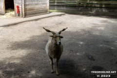 Birgits-Tiergarten-Streichelzoo-und-Parkanlage-in-Rechtsupweg-19.7.2023-87