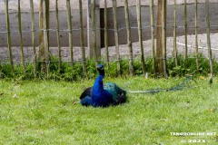 Birgits-Tiergarten-Streichelzoo-und-Parkanlage-in-Rechtsupweg-19.7.2023-89