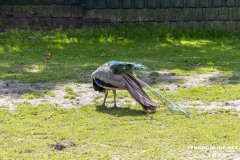 Birgits-Tiergarten-Streichelzoo-und-Parkanlage-in-Rechtsupweg-19.7.2023-9