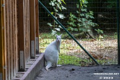 Birgits-Tiergarten-Streichelzoo-und-Parkanlage-in-Rechtsupweg-19.7.2023-92