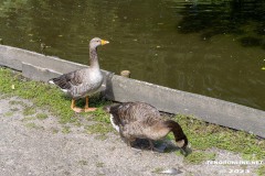 Birgits-Tiergarten-Streichelzoo-und-Parkanlage-in-Rechtsupweg-19.7.2023-95