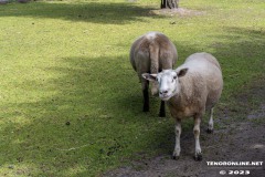 Birgits-Tiergarten-Streichelzoo-und-Parkanlage-in-Rechtsupweg-19.7.2023-96