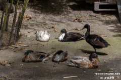 Birgits-Tiergarten-Streichelzoo-und-Parkanlage-in-Rechtsupweg-19.7.2023-99