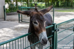 Esel-Birgits-Tiergarten-Streichelzoo-und-Parkanlage-in-Rechtsupweg-19.7.2023-31