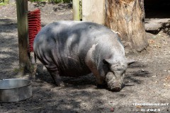 Schwein-Birgits-Tiergarten-Streichelzoo-und-Parkanlage-in-Rechtsupweg-19.7.2023-15