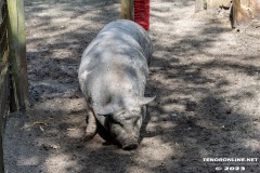 Schwein-Birgits-Tiergarten-Streichelzoo-und-Parkanlage-in-Rechtsupweg-19.7.2023-17