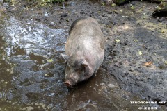 Schwein-Birgits-Tiergarten-Streichelzoo-und-Parkanlage-in-Rechtsupweg-19.7.2023-18