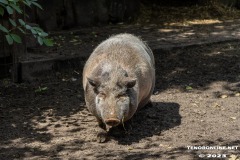 Schwein-Birgits-Tiergarten-Streichelzoo-und-Parkanlage-in-Rechtsupweg-19.7.2023-19